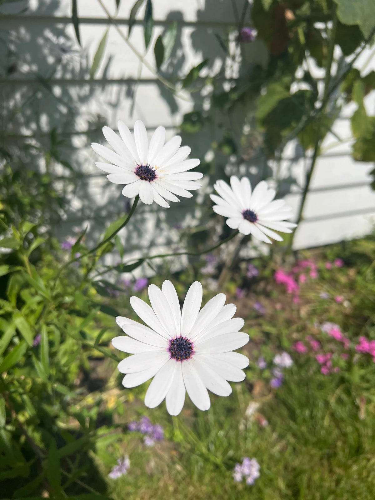 Three Osteospermum Sky and Ice flowers in a sunny garden with a white fence behind