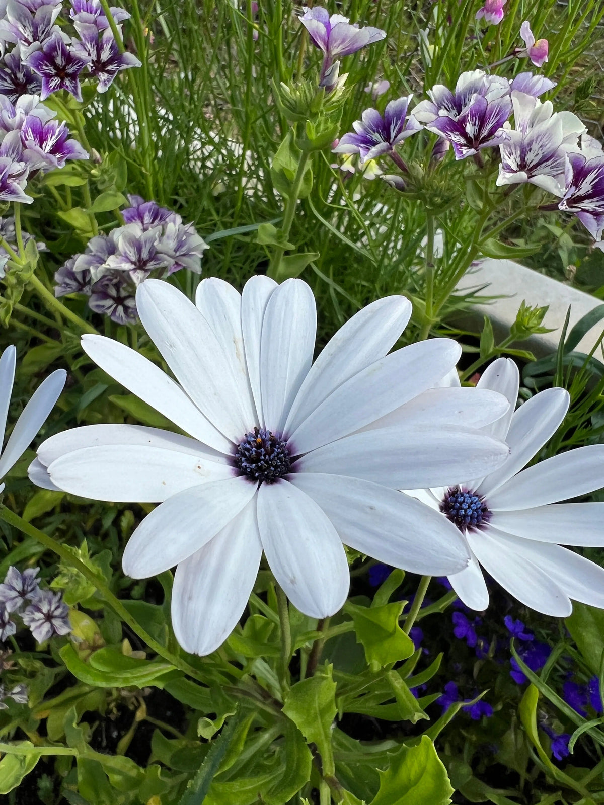 Osteospermum Sky and Ice white flower with a dark blue centre among green leaves