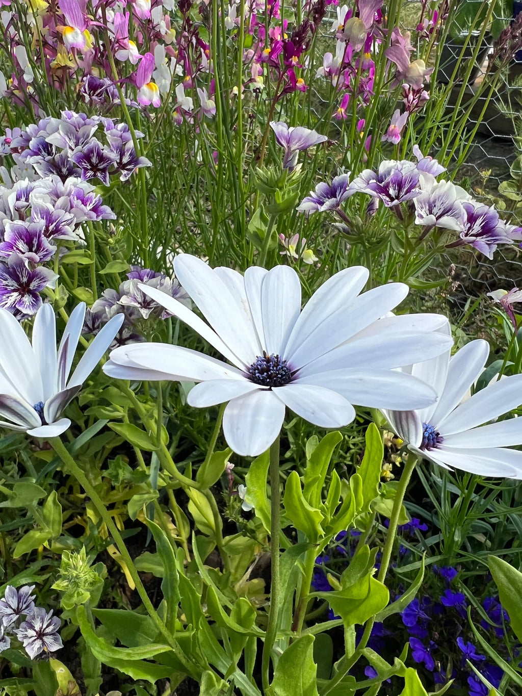 Osteospermum Sky and Ice in bloom with white petals and purple centres, colourful flowers behind
