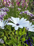 Osteospermum Sky and Ice in bloom with white petals and purple centres, colourful flowers behind