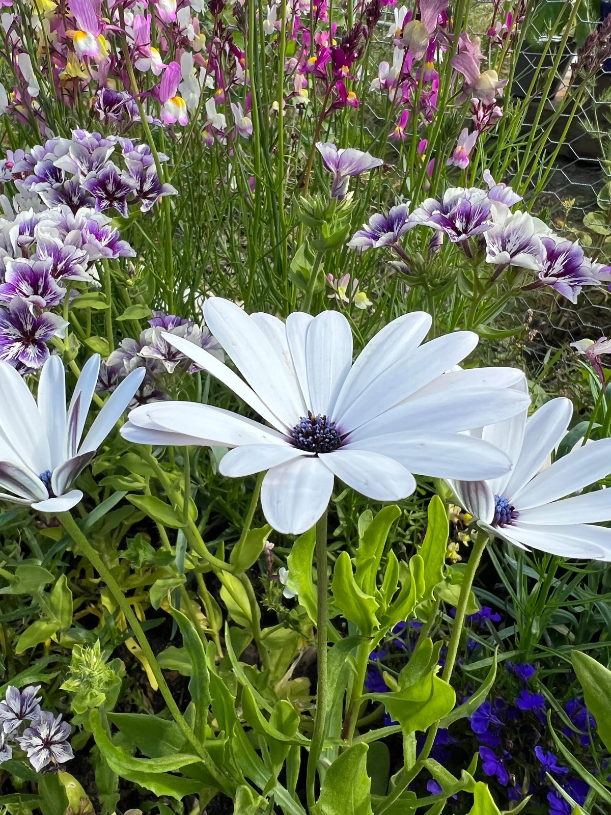 Osteospermum Sky and Ice in bloom with white petals and purple centres, colourful flowers behind