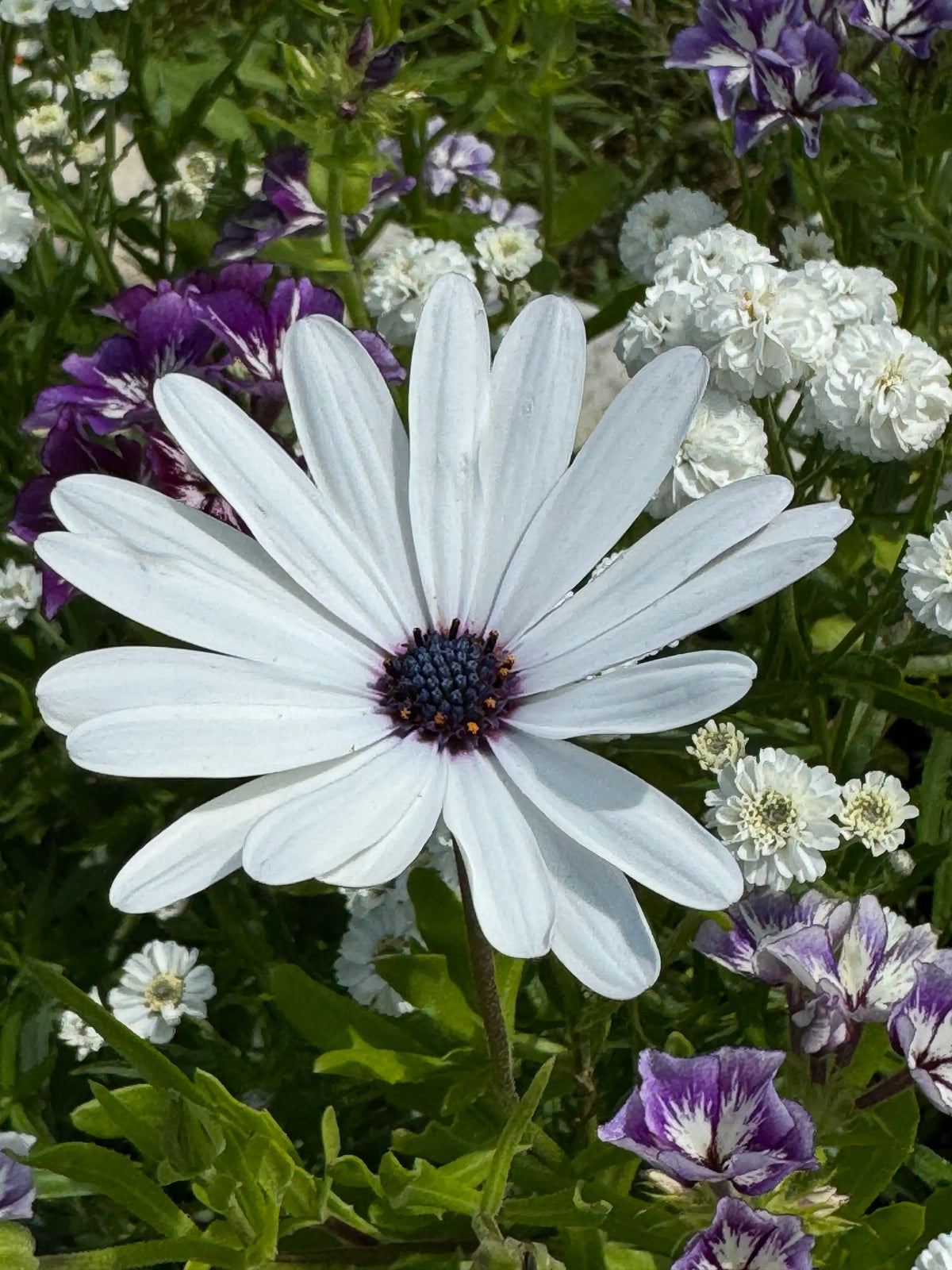 Close-up of an Osteospermum Sky and Ice bloom with white petals and a dark purple centre