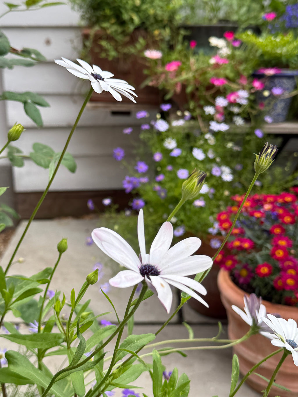 Osteospermum Sky and Ice white daisies beside potted red flowers and a white clapboard wall