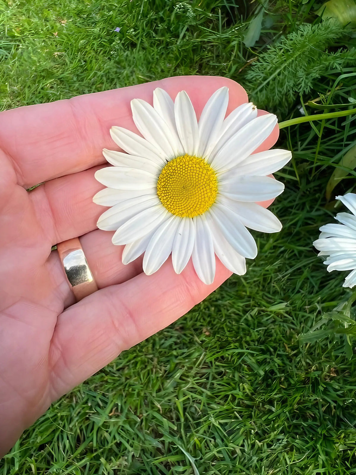 Hand with a silver ring holding a single Oxeye Daisy above grass