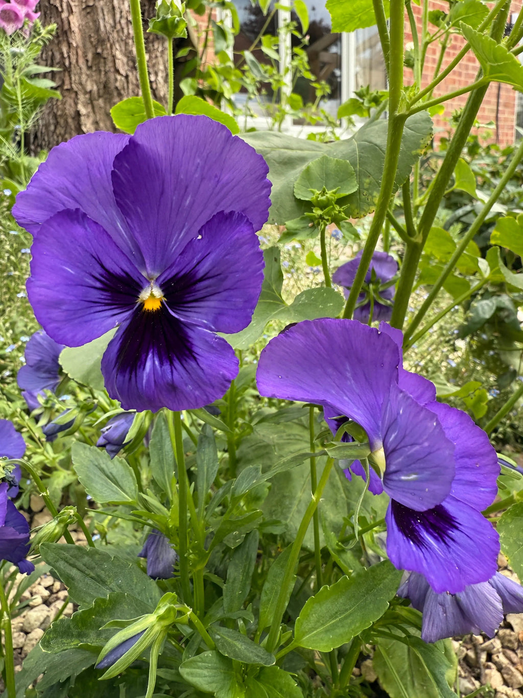 Two vibrant Pansy Swiss Giant Ullswater Deep Blue flowers from Bishy Barnabees Cottage Garden Ltd bloom among green leaves and stems, with a tree trunk and brick building in the garden background—classic hardy winter flowers.