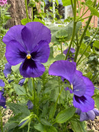 Two vibrant Pansy Swiss Giant Ullswater Deep Blue flowers from Bishy Barnabees Cottage Garden Ltd bloom among green leaves and stems, with a tree trunk and brick building in the garden background—classic hardy winter flowers.