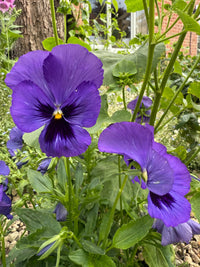 Two vibrant Pansy Swiss Giant Ullswater Deep Blue flowers from Bishy Barnabees Cottage Garden Ltd bloom among green leaves and stems, with a tree trunk and brick building in the garden background—classic hardy winter flowers.
