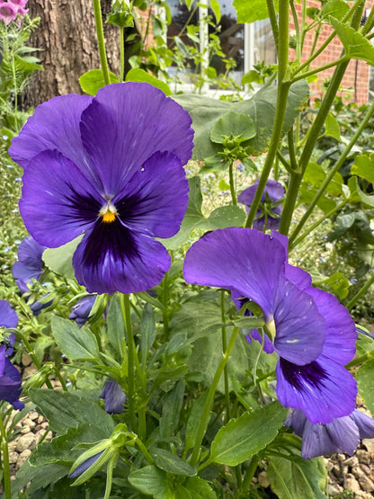 Pansy Swiss Giant Ullswater Deep Blue - Bishy Barnabees Cottage Garden Ltd