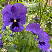 Two vibrant Pansy Swiss Giant Ullswater Deep Blue flowers from Bishy Barnabees Cottage Garden Ltd bloom among green leaves and stems, with a tree trunk and brick building in the garden background—classic hardy winter flowers.