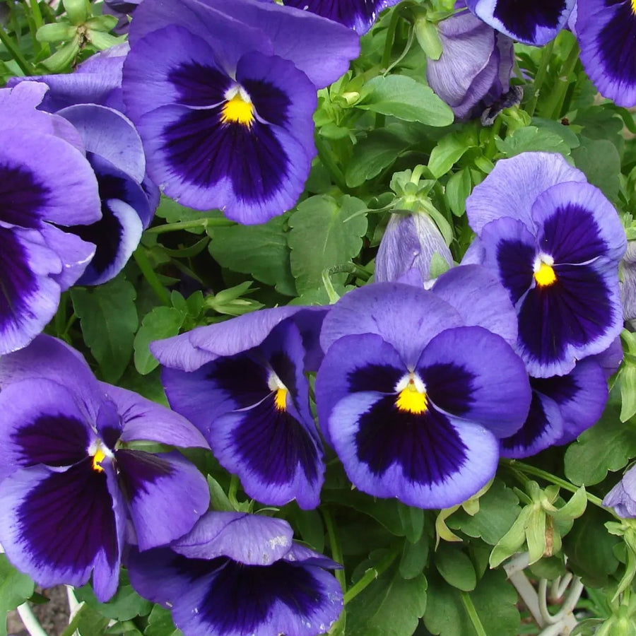 Close-up of Pansy Swiss Giant Ullswater Deep Blue by Bishy Barnabees Cottage Garden Ltd, featuring vibrant blooms with deep blue centers and yellow highlights—ideal hardy winter flowers for adding color to your garden.