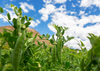 Pea Hurst Greenshaft plants with upright pods in a field under blue sky