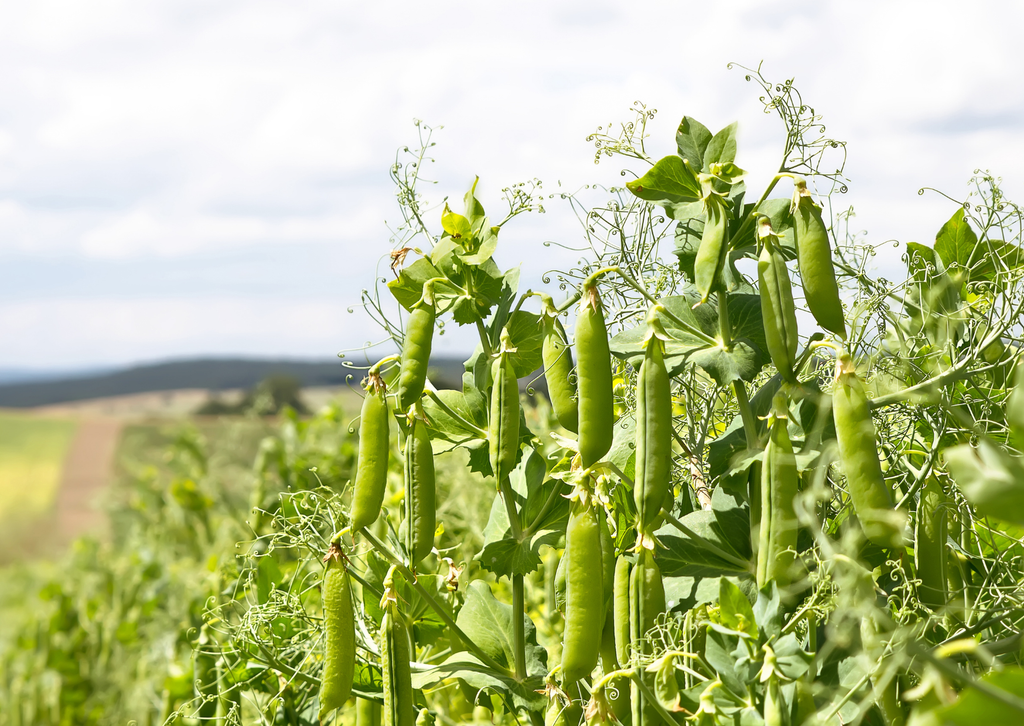 Rows of Pea Hurst Greenshaft plants laden with pods in an open field