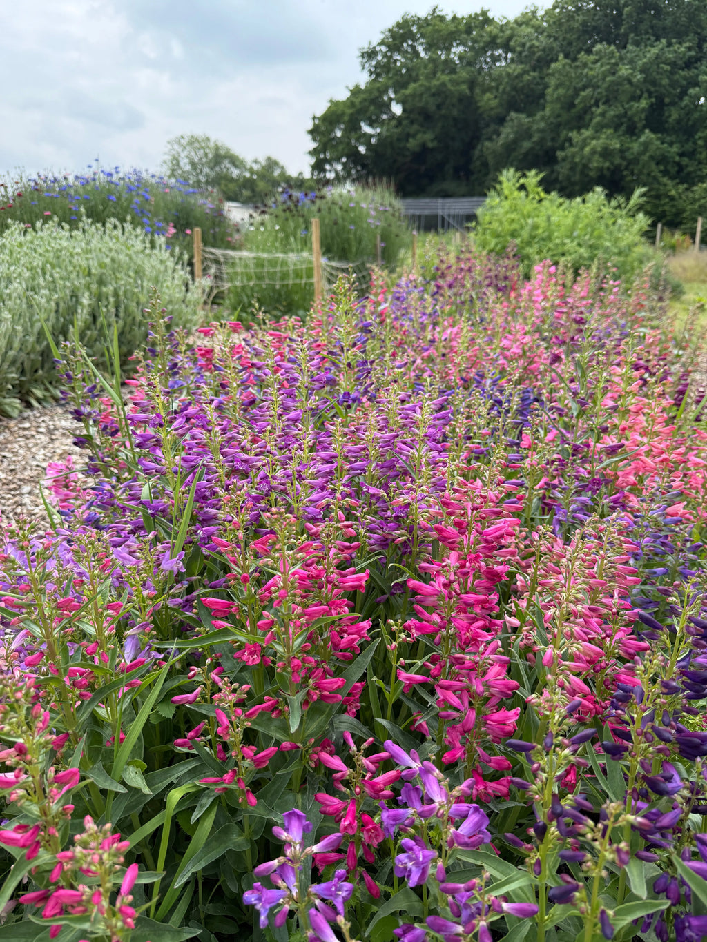 Pink and purple Penstemon Cambridge Mix in a garden under a lightly cloudy sky