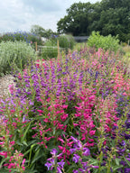 Pink and purple Penstemon Cambridge Mix in a garden under a lightly cloudy sky