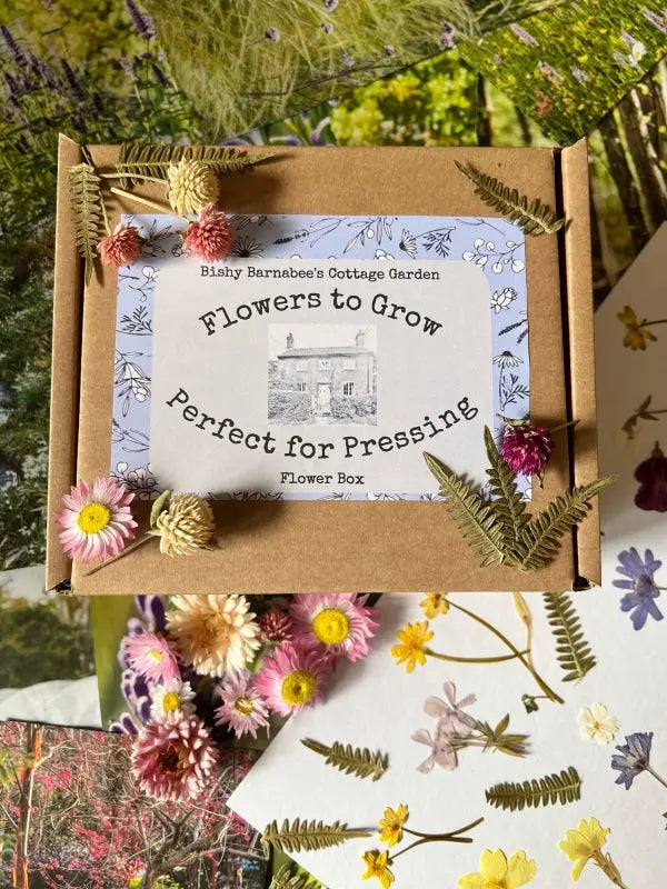 A Bishy Barnabees Cottage Garden Perfect for Pressing Seed Box plus Wooden Flower Press sits among dried flowers and ferns, with botanical keepsakes, pressed flowers, and floral-themed papers in the background.