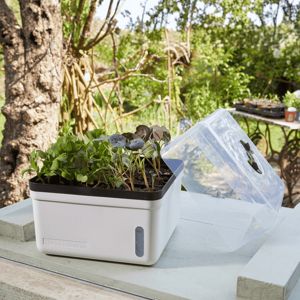 GroZone Perfect Propagator, Self Watering, 23cm