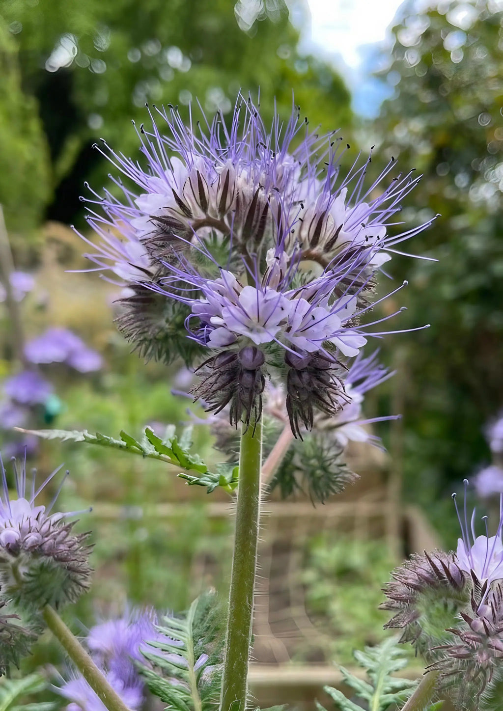 Close-up of a Phacelia flower with fern-like leaves and purple blooms behind