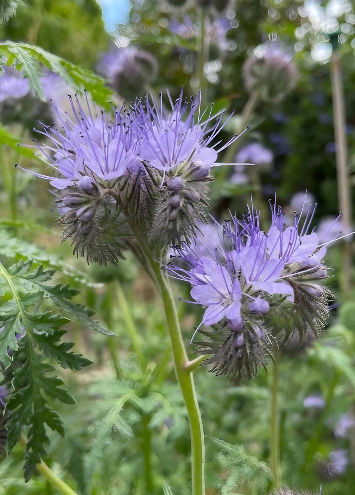 Two purple Phacelia flowers with fuzzy stems among green foliage