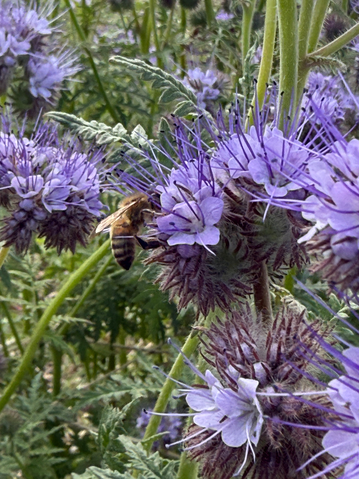 Honeybee on a coiled Phacelia flower head among purple blooms