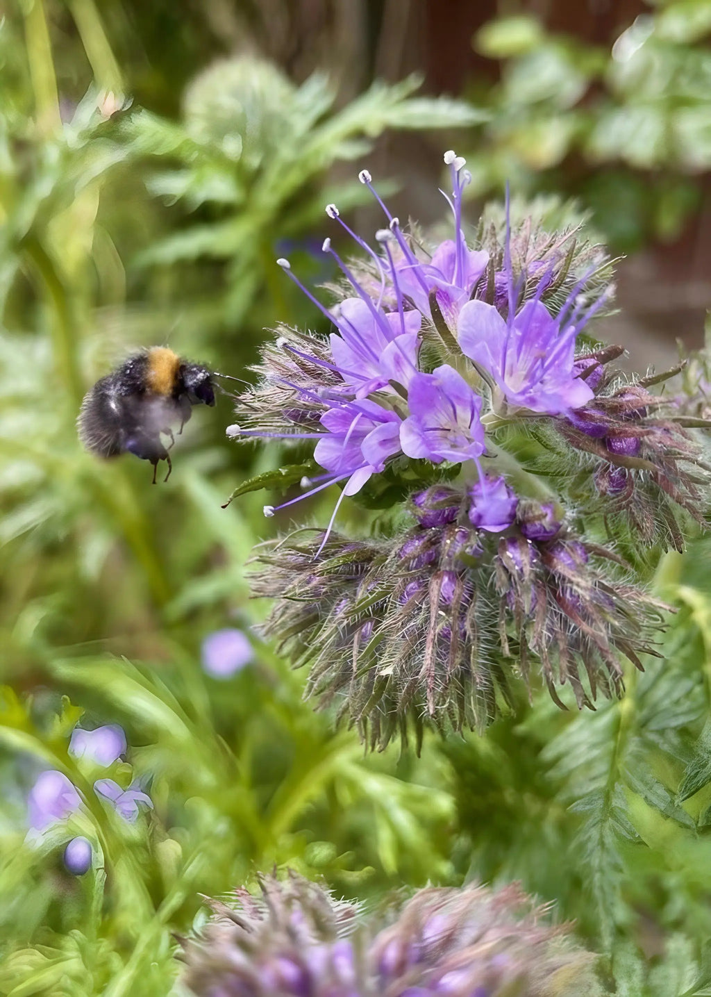 Bumblebee hovering near a cluster of Phacelia flowers with long stamens