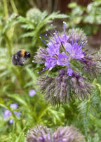 Bumblebee hovering near a cluster of Phacelia flowers with long stamens