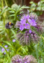 Bumblebee beside a Phacelia flower with thin purple petals and long stamens