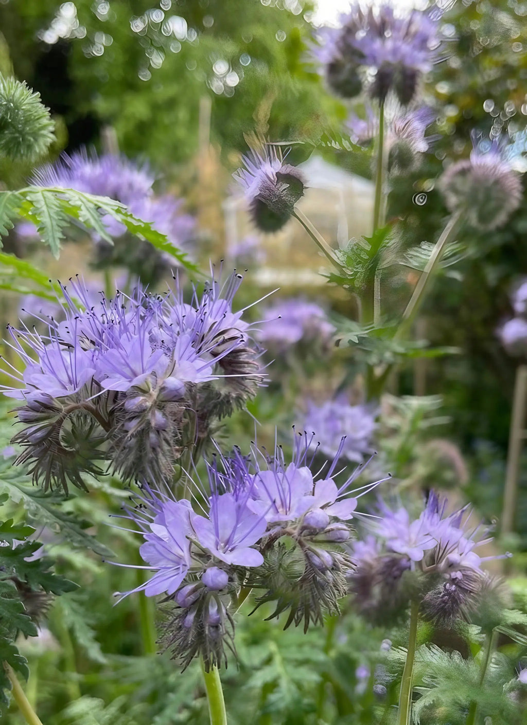 Phacelia spiky purple flowers and fern-like leaves in a garden