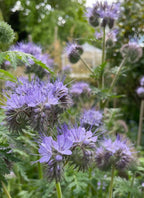 Phacelia spiky purple flowers and fern-like leaves in a garden