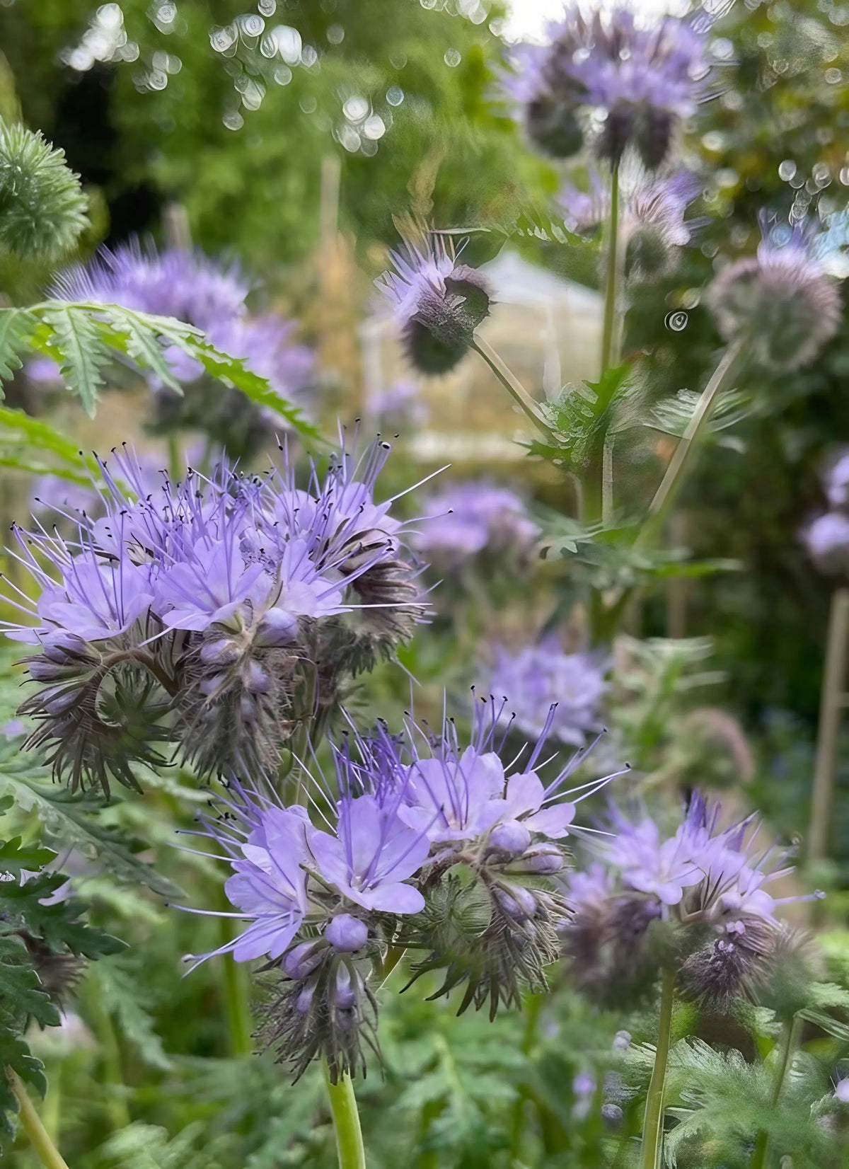 Phacelia spiky purple flowers and fern-like leaves in a garden