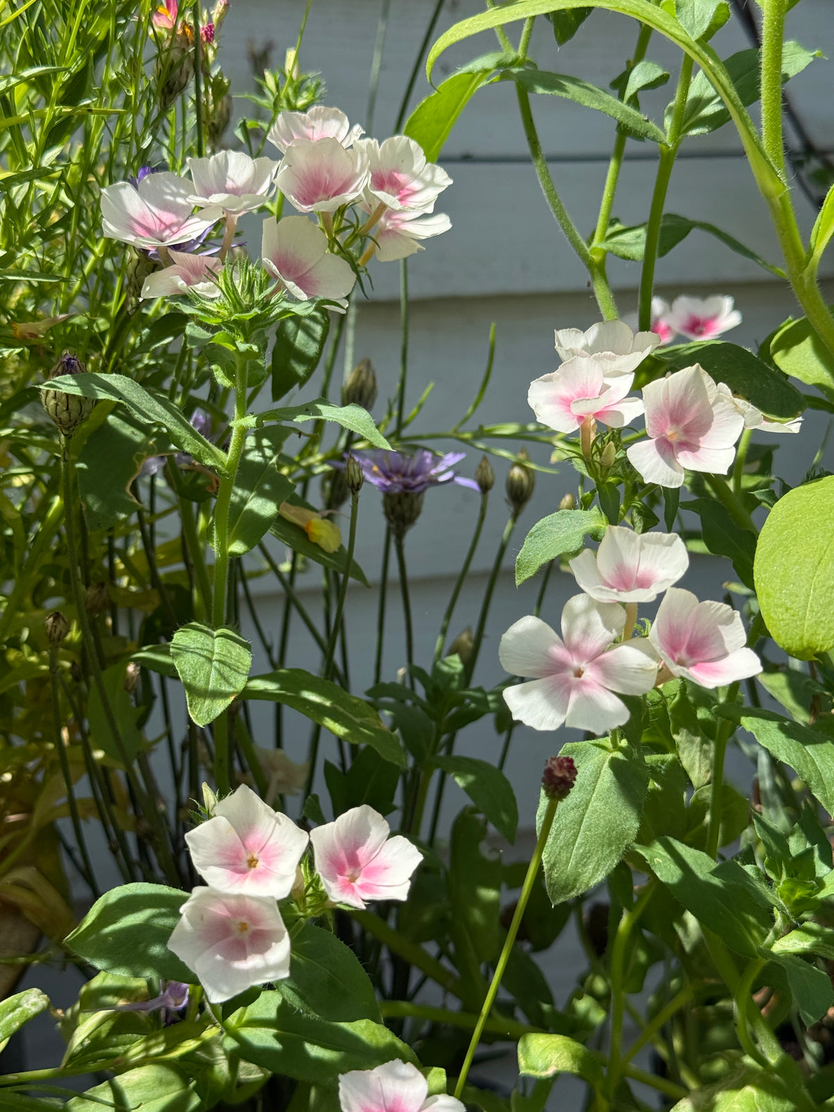Phlox Blushing Bride – white flowers with pink eyes growing by a white wall