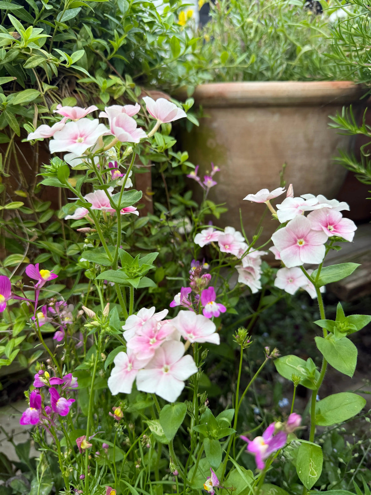 Clusters of pale pink and white Phlox Blushing Bride with a terracotta pot behind