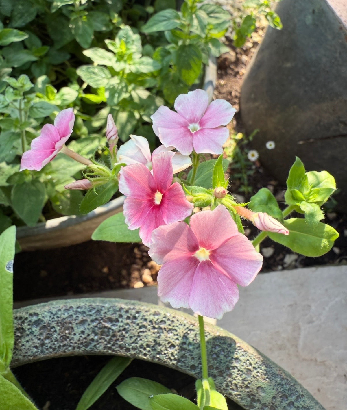 Pink Phlox Blushing Bride flowers with darker eyes above a stone garden pot