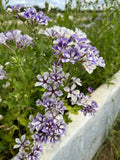 Phlox Sugar Stars (Phlox drummondii) – violet-blue star flowers beside a white concrete edge