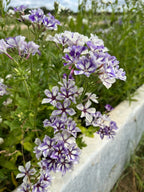 Phlox Sugar Stars (Phlox drummondii) – violet-blue star flowers beside a white concrete edge
