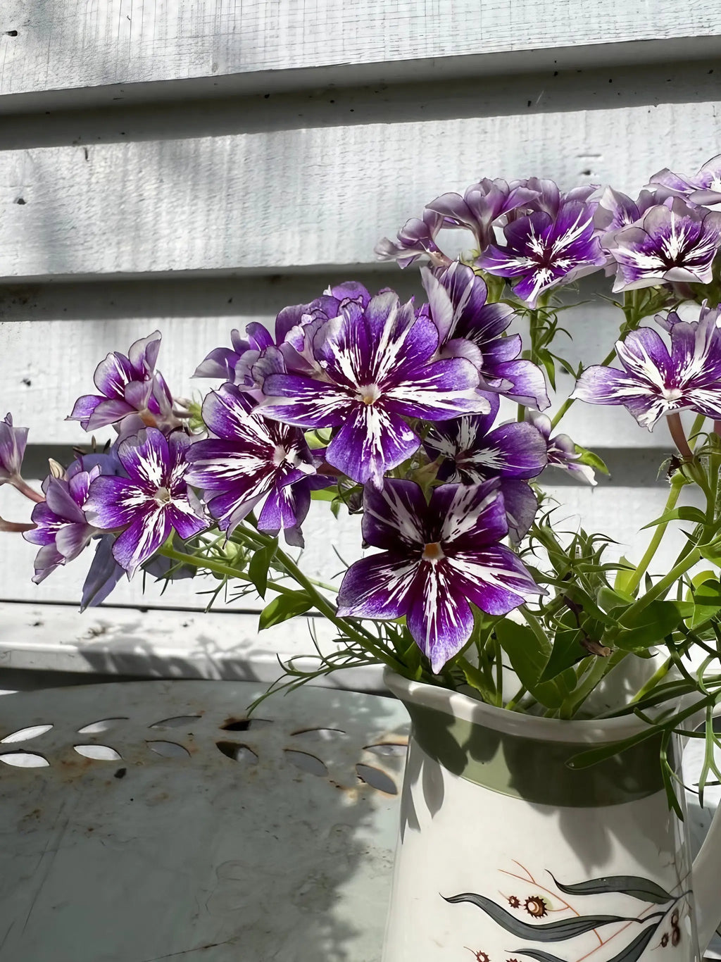Phlox Sugar Stars bouquet in a ceramic vase casting shadows on a white wooden wall