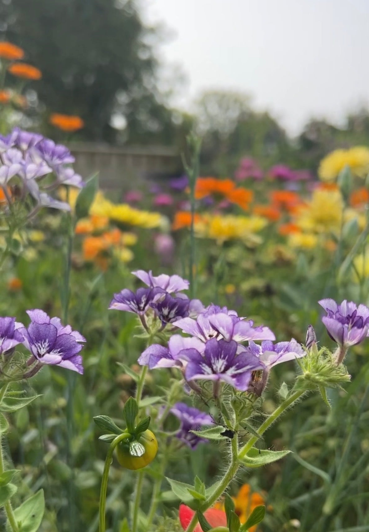 Purple and white Phlox Sugar Stars with blurred orange and yellow flowers behind