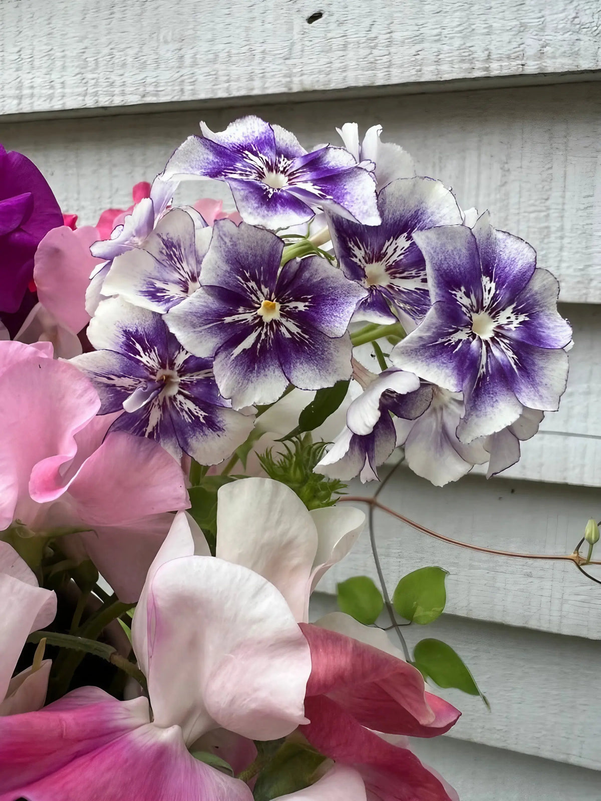 Bouquet of striped Phlox Sugar Stars with violet phlox and pink sweet peas by a grey wall