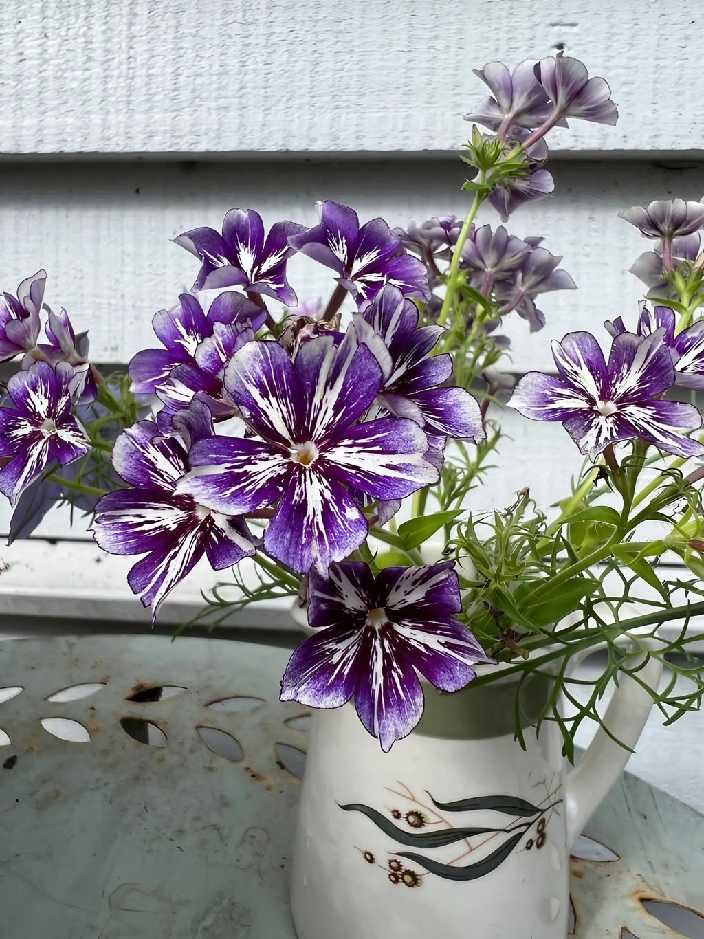 Phlox Sugar Stars in a white floral vase on a metal table by a white wooden wall