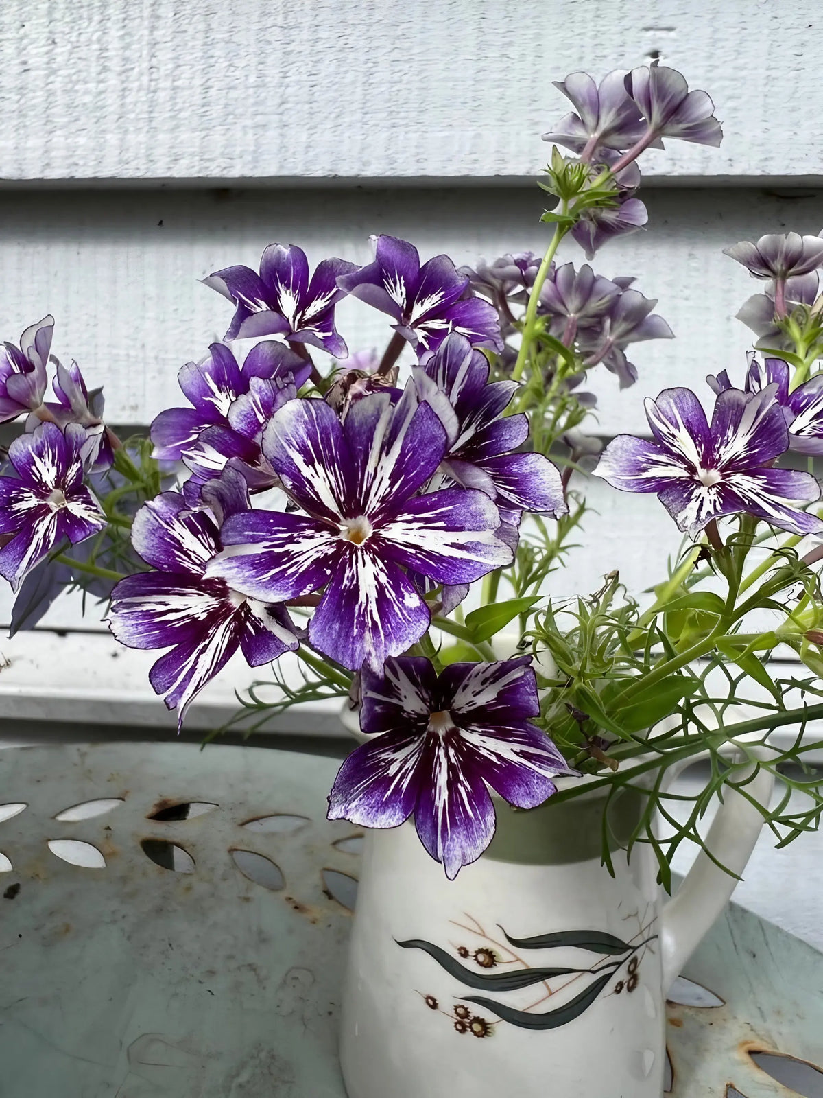 Phlox Sugar Stars in a white floral vase on a metal table by a white wooden wall