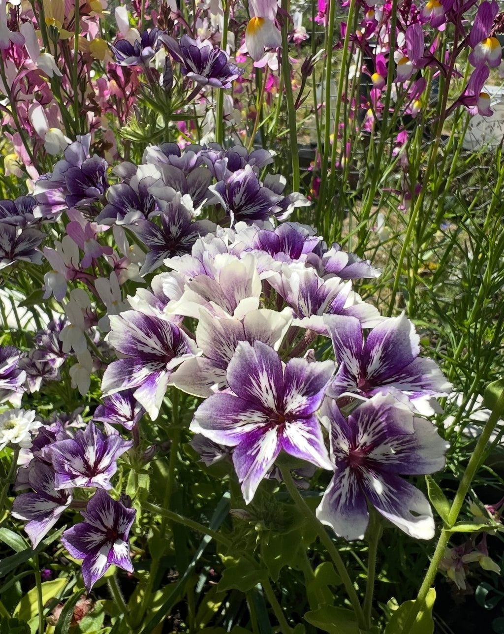 Clusters of violet-blue and white pointed Phlox Sugar Stars in a sunlit garden