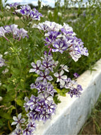 Violet-blue Phlox Sugar Stars flowering beside a white garden border