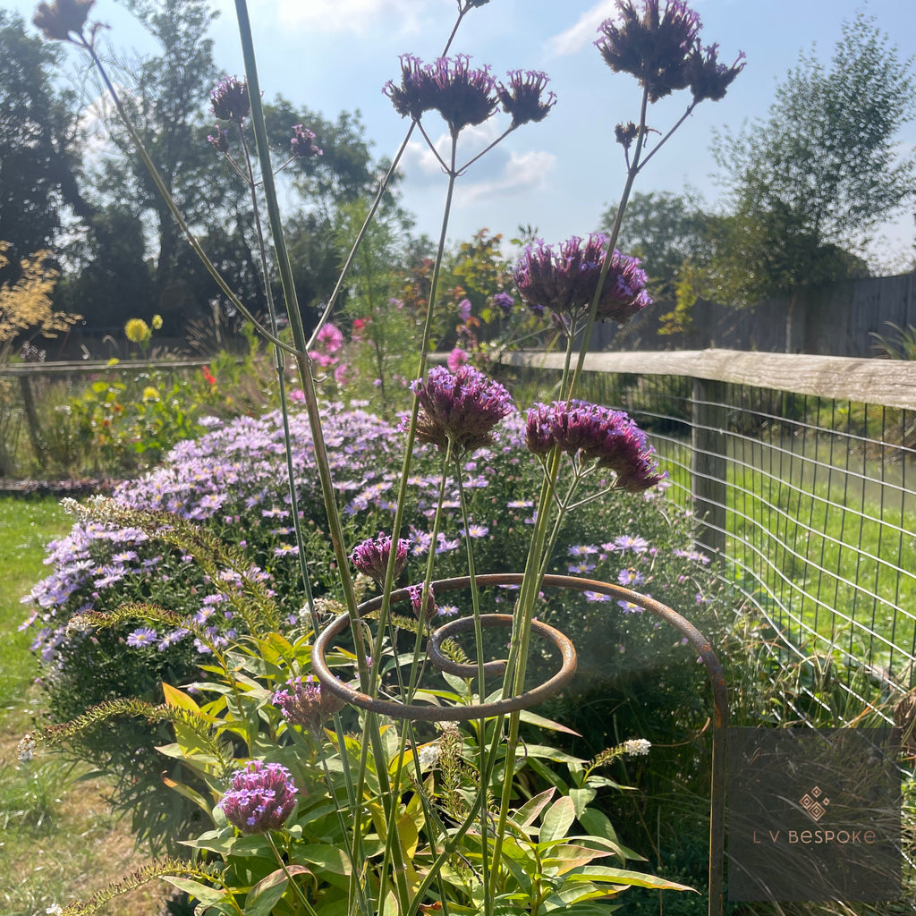 Pig Tail Plant Support holding up purple verbena in a border