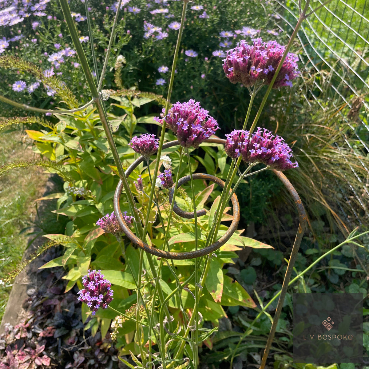 Close-up of a Pig Tail Plant Support spiral around purple verbena stems