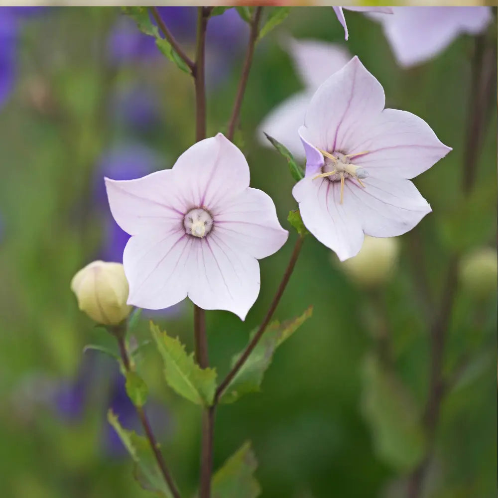 Two Platycodon Balloon Flower Mixed flowers with veined petals among leaves and buds