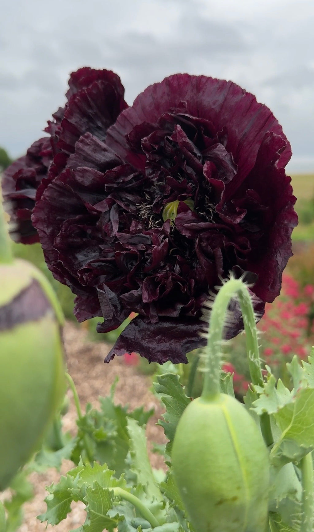 Close-up of deep purple ruffled Poppy Black Peony petals amid leaves and buds