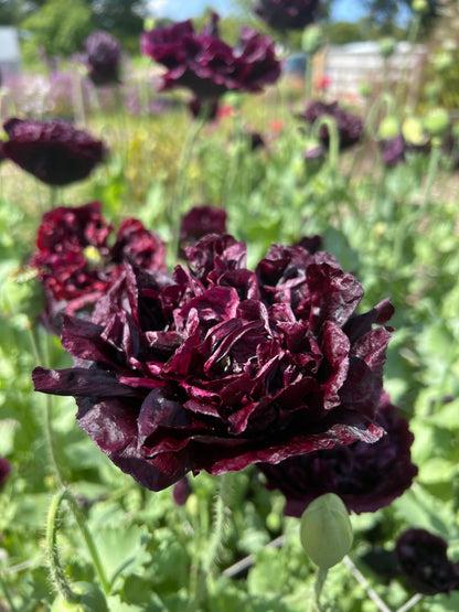 Poppy Black Peony - Bishy Barnabees Cottage Garden Ltd