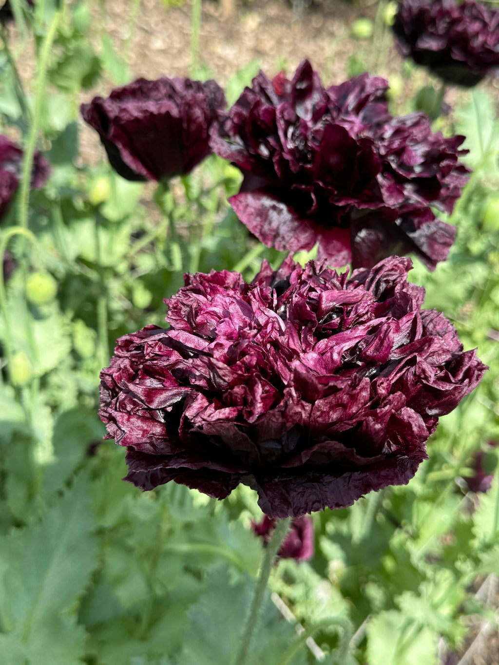 Close-up of deep purple ruffled Poppy Black Peony blooms with green leaves