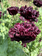 Close-up of deep purple ruffled Poppy Black Peony blooms with green leaves