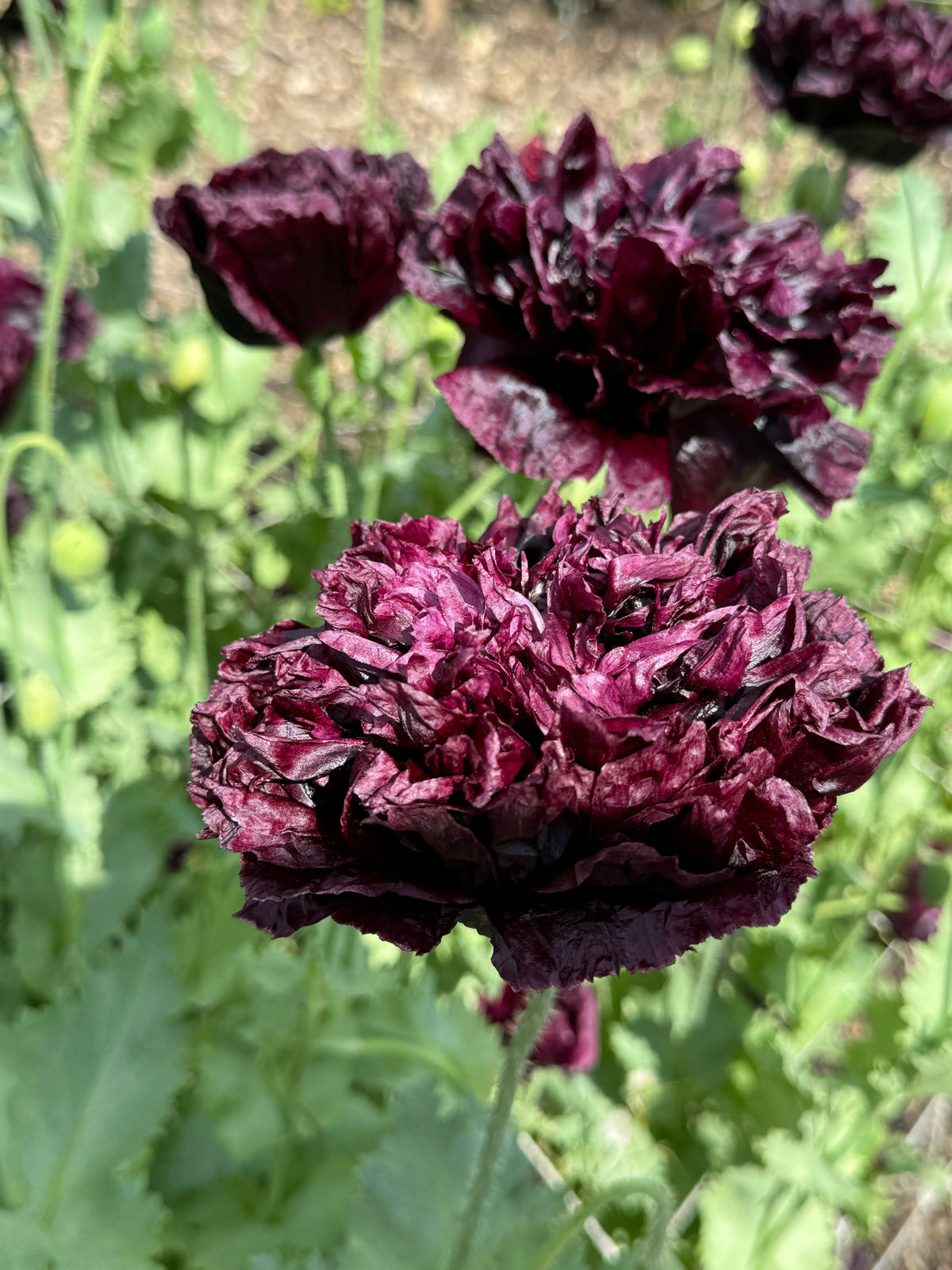 Close-up of deep purple ruffled Poppy Black Peony blooms with green leaves