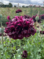 Dark purple Poppy Black Peony blooms and green seed pods above a grassy field